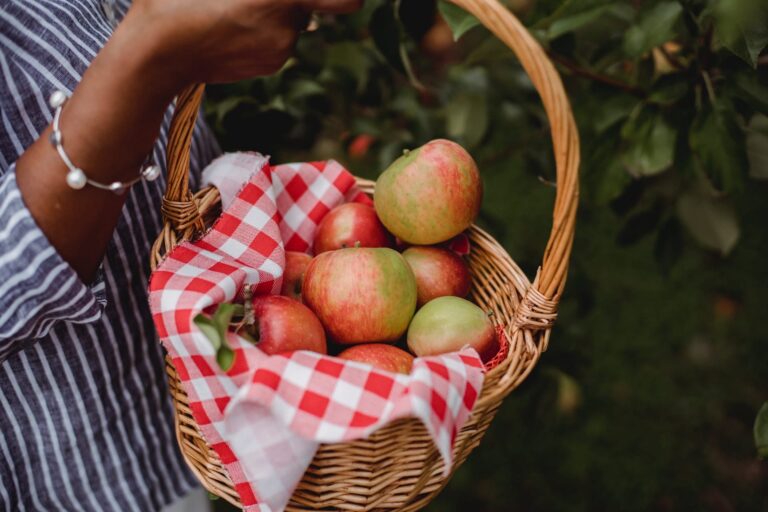 A basket of apples is shown with a checkered cloth.